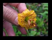 Angie spotted this tiny wildflower that looks like a tiger lilly along the trail